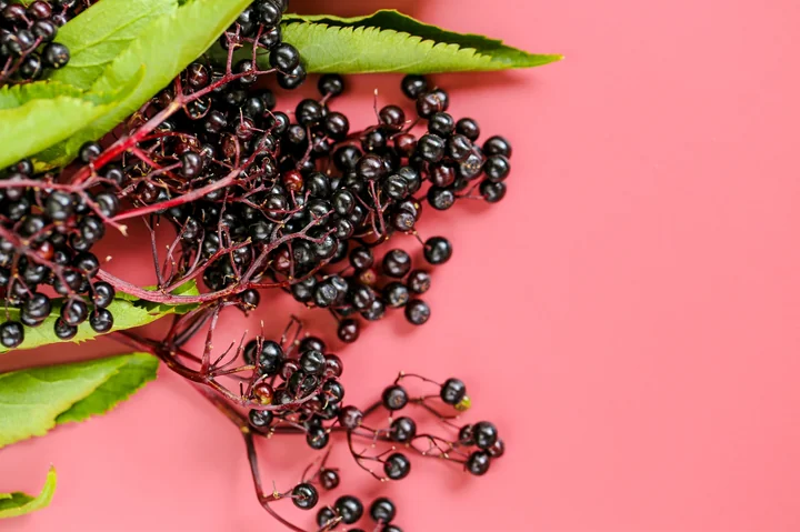 Z domowej spiżarni babci – czarny bez i jego zastosowania