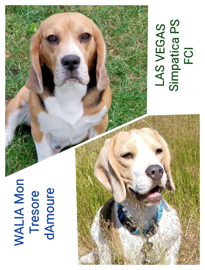 Grafika promocyjna wydarzenia Miot Beagle Magnus — zapowiedź miotu 2026 (ZKwP o/Grodzisk Mazowiecki)
