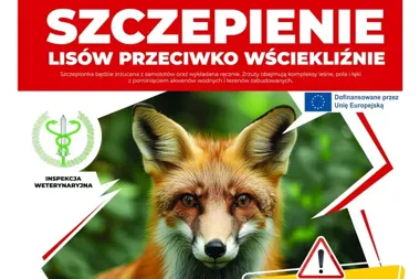 Szczepionki dla lisów spadną z samolotów. Akcja obejmie Grodzisk