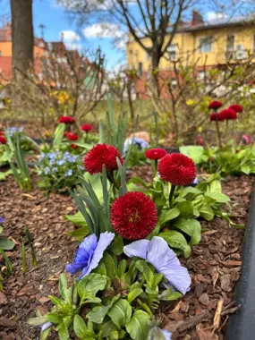 Grodzisk Mazowiecki wiosną nabiera koloru i wraca na spacerowe trasy
