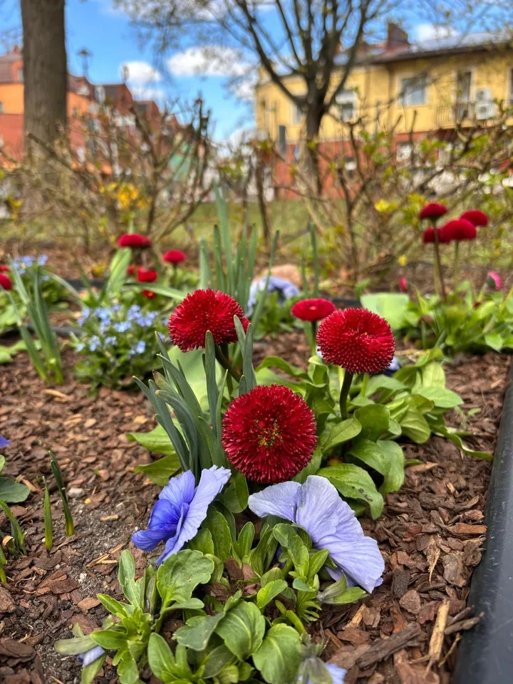 Grodzisk Mazowiecki wiosną nabiera koloru i wraca na spacerowe trasy