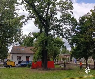 Dąb przy Warszawskiej dostaje specjalistyczną pomoc. W ruch poszedł Air-Spade
